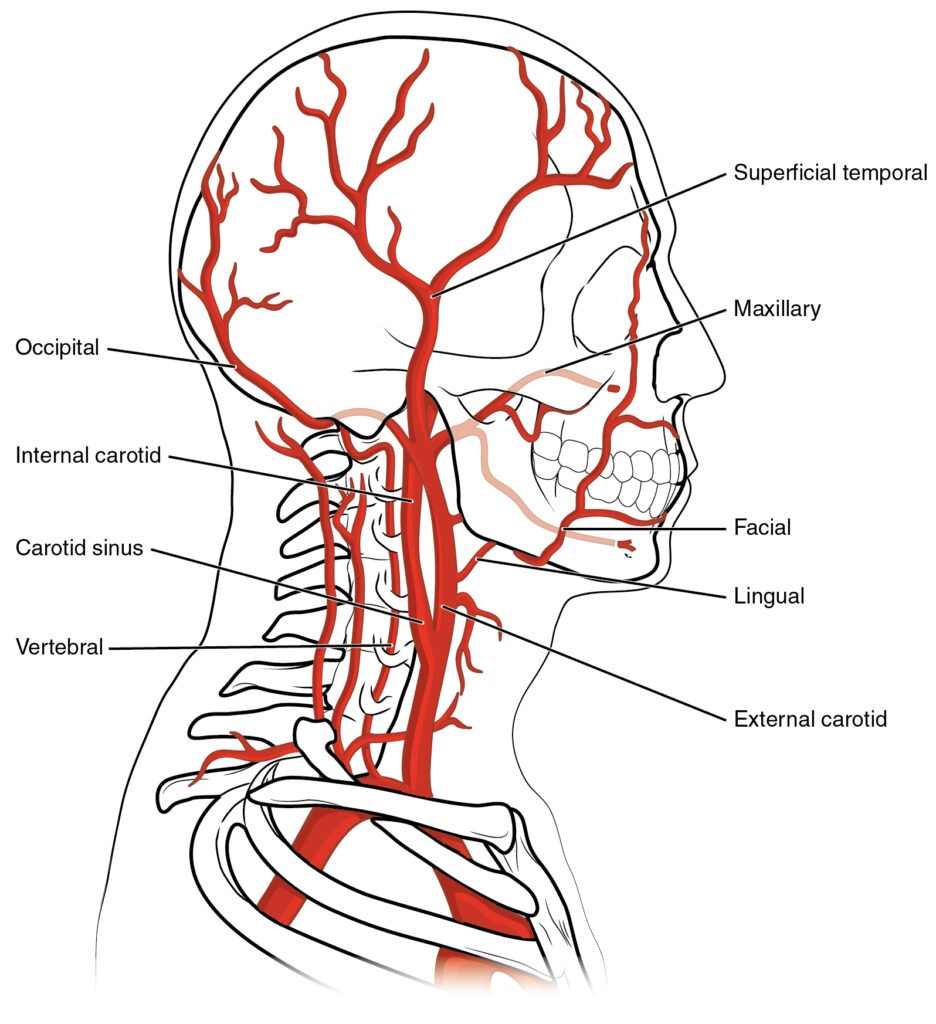 brain's blood supply routes