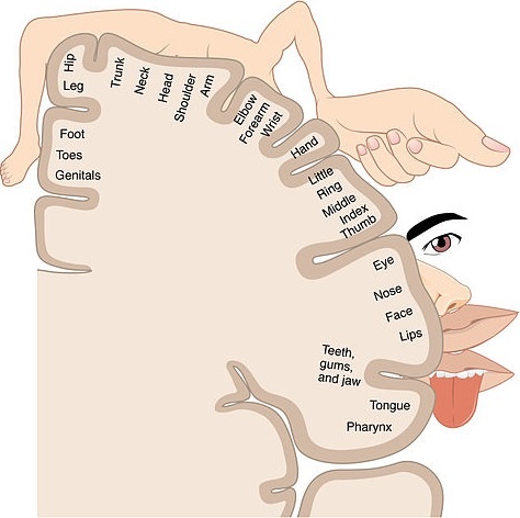 <strong>Figure 4: Image source</strong>: <a href="https://upload.wikimedia.org/wikipedia/commons/thumb/c/c4/1421_Sensory_Homunculus.jpg/482px-1421_Sensory_Homunculus.jpg">Wikimedia Commons </a>