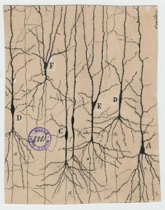 The neuron forest by Dr. Santiago Cajal 