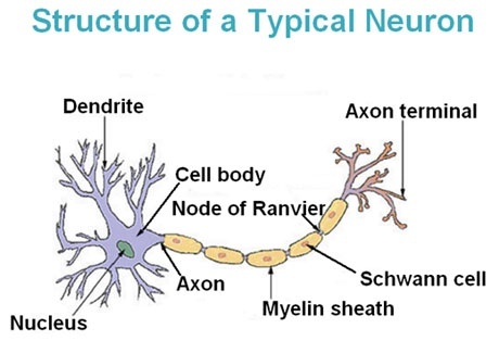 structure of a typical neuron