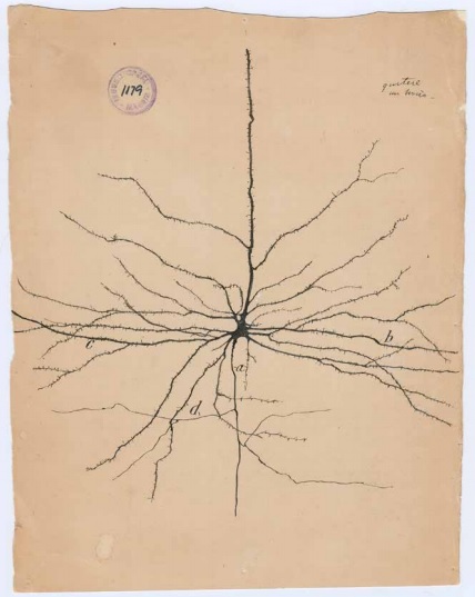 A Pyramidal neuron by Dr. Santiago Cajal 