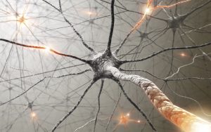 Read more about the article The neuron forest