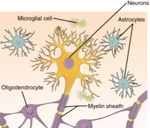 glial cells with a neuron