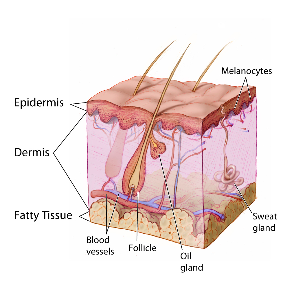 The image depicts the skin layers and its structures