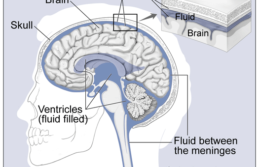 grey colored half-oval structure depicting the brain