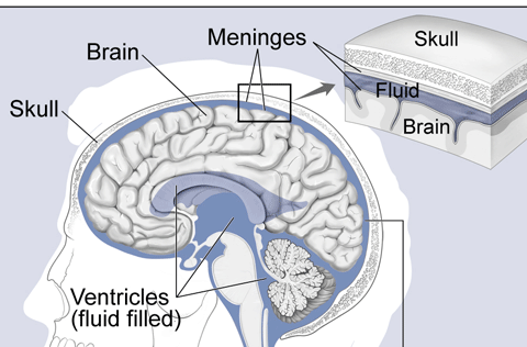 grey colored half-oval structure depicting the brain